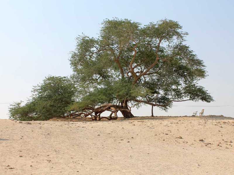 The Tree of Life on Bahrain Island