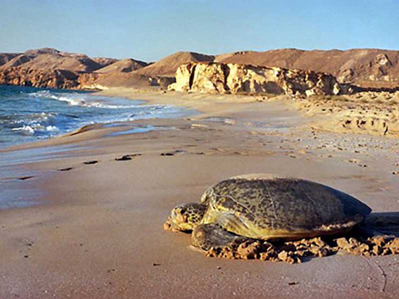 Ras al Jinz Turtle Reserve